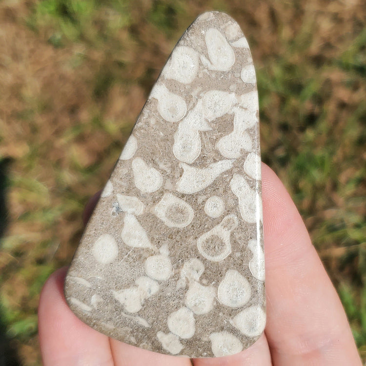 Fossilized Coral Crystals Minerals Stones Natural Specimen Collectible