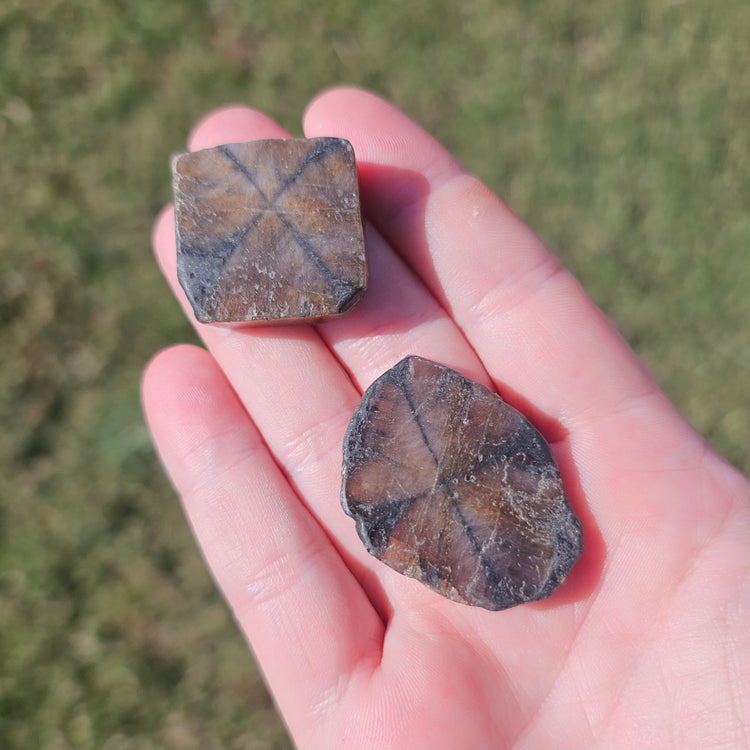 Chiastolite Slice Crystals Minerals Stones Natural Metaphysical Nature Reiki Collectible