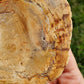 Petrified Wood Slab Minerals Stones Natural BONUS Info Card Nature Reiki Collectible