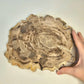 Petrified Wood Indonesia Fossilized Slab Slice Crystals Minerals Paw Print