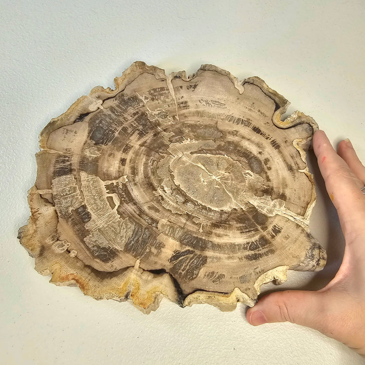 Petrified Wood Indonesia Fossilized Slab Slice Crystals Minerals Paw Print
