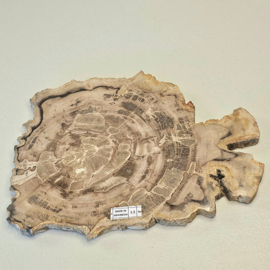 Petrified Wood Indonesia Fossilized Slab Slice Crystals Minerals