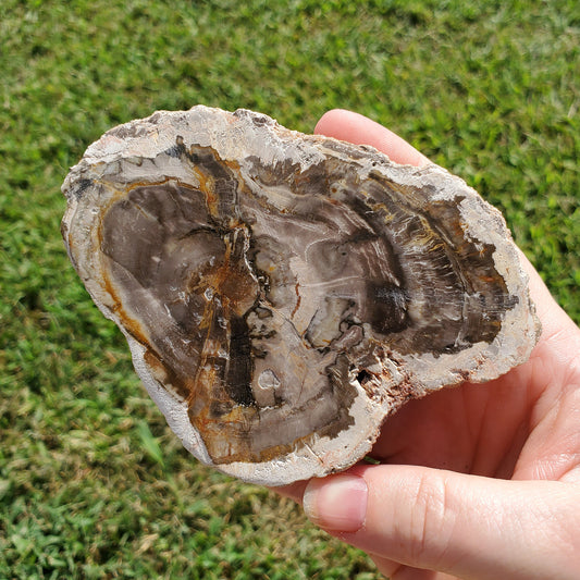 Indonesian Petrified Wood Slab Slice Fossilized Crystals Minerals Stones Natural Collectible