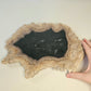 Petrified Wood Indonesia Fossilized Slab Slice Crystals Minerals
