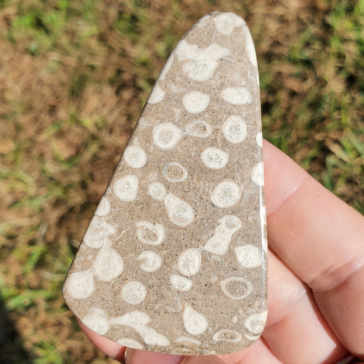 Fossilized Coral Crystals Minerals Stones Natural Specimen Collectible