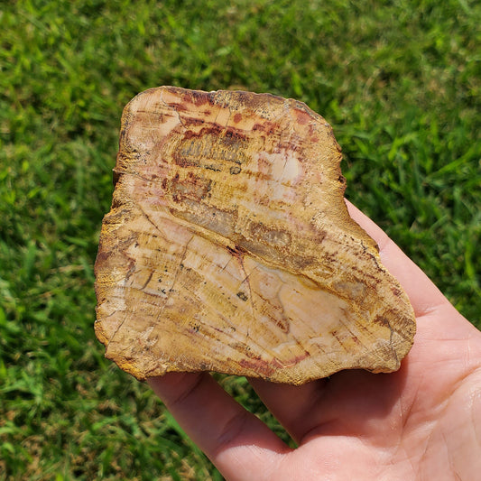 Petrified Wood Slab Minerals Fossilized BONUS INFO CARD Collectible Indonesia