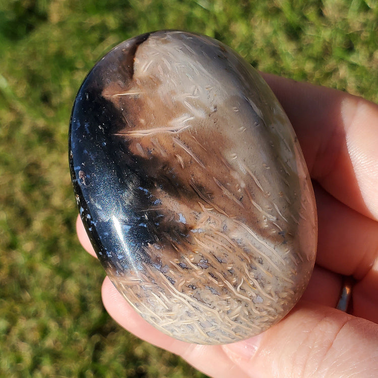 Fossilized Palm Root Palm Stone Indonesia Agate Collectible Quality Gifts B